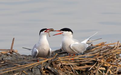 Common Terns