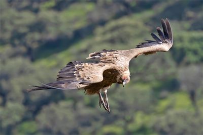 Griffon Vulture