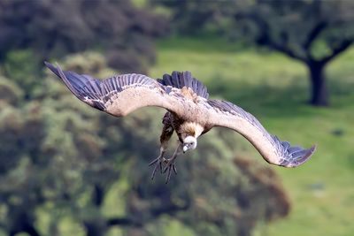 Griffon Vulture