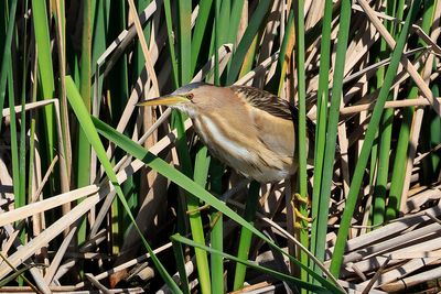 Little Bittern