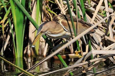 Little Bittern
