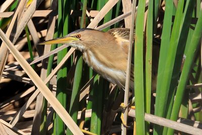 Little Bittern