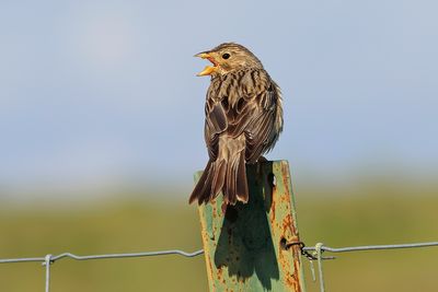Corn Bunting