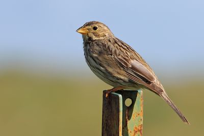 Corn Bunting