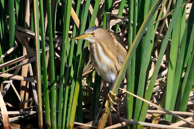 Little Bittern