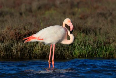 Flamingo 