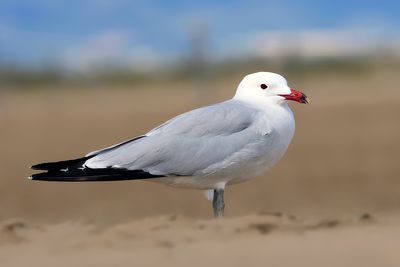Audouin's gull
