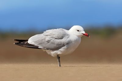 Audouin's gull