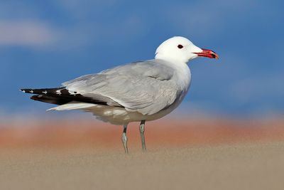 Audouin's gull