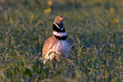 Little Bustard