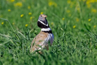 Little Bustard