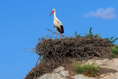White Stork