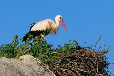 White Stork