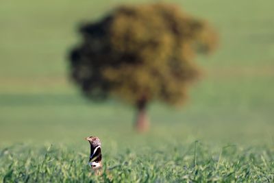 Little Bustard