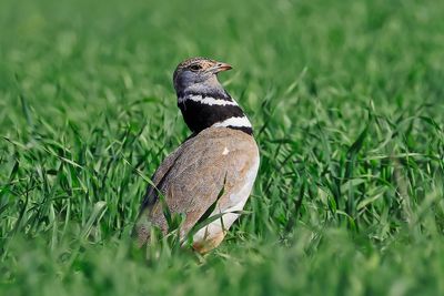 Little Bustard