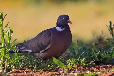 Wood Pigeon