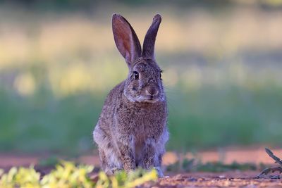 Wild Rabbit