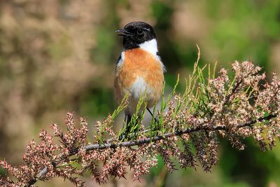 Stonechat