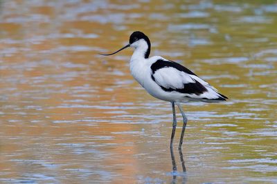 Avocet