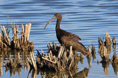 Glossy Ibis