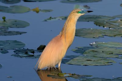 Squacco Heron
