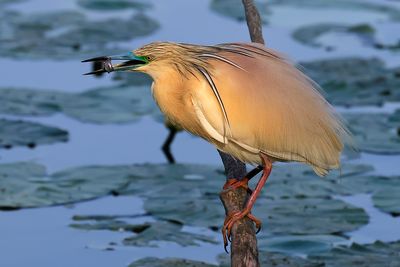 Squacco Heron
