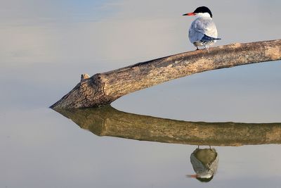 Common Tern