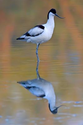 Avocet