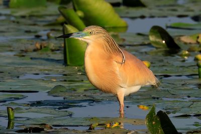 Squacco Heron