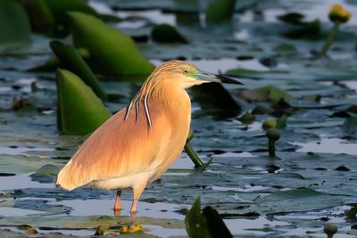 Squacco Heron