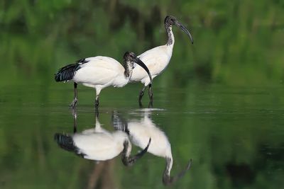 Sacred Ibis