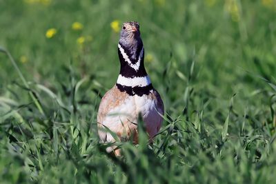 Little Bustard