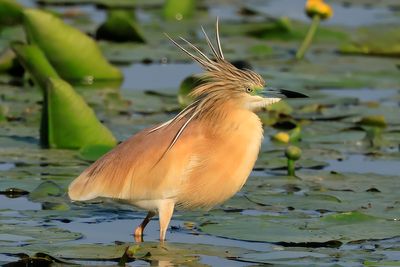 Squacco Heron