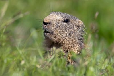 Marmot