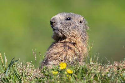 Dolomiti 2025