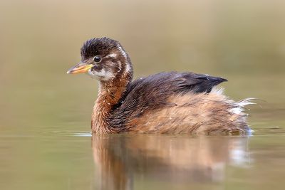 Little Grebe