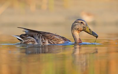 Mallard, female