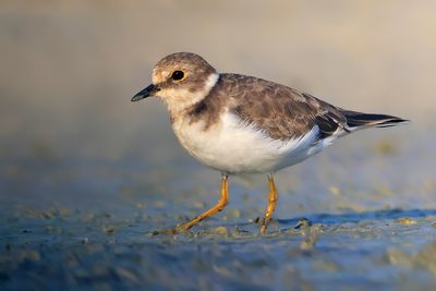 Little Ringed Plover