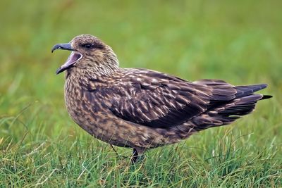 Great Skua