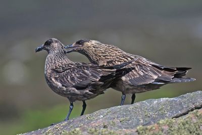 Great Skuas