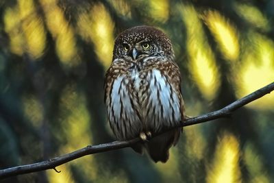 Pigmy Owl