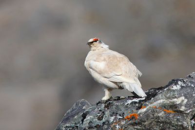 Rock Ptarmigan