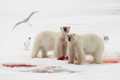 Polar Bears