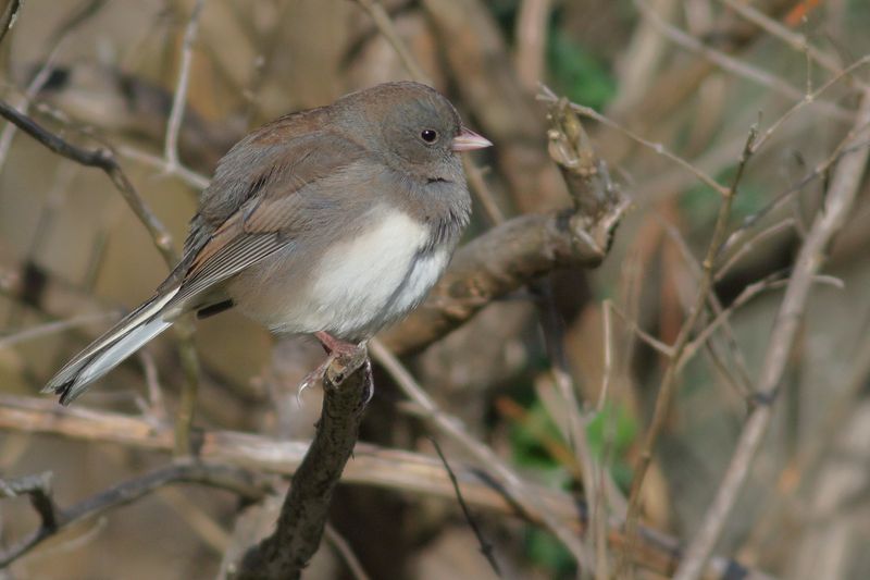 Dark-eyed Junco