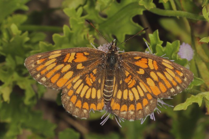 Theona Checkerspot   ♀