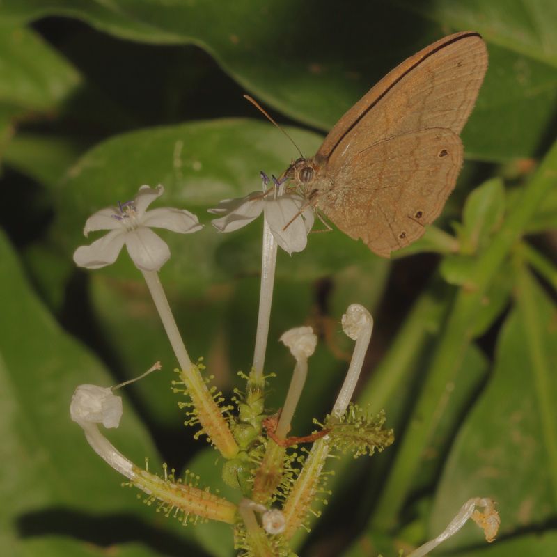 South Texas Satyr