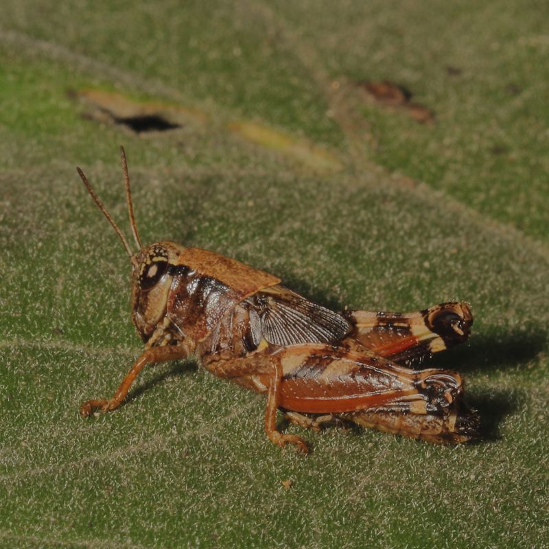 Aidemona azteca * Aztec Spur-throat / 5th instar