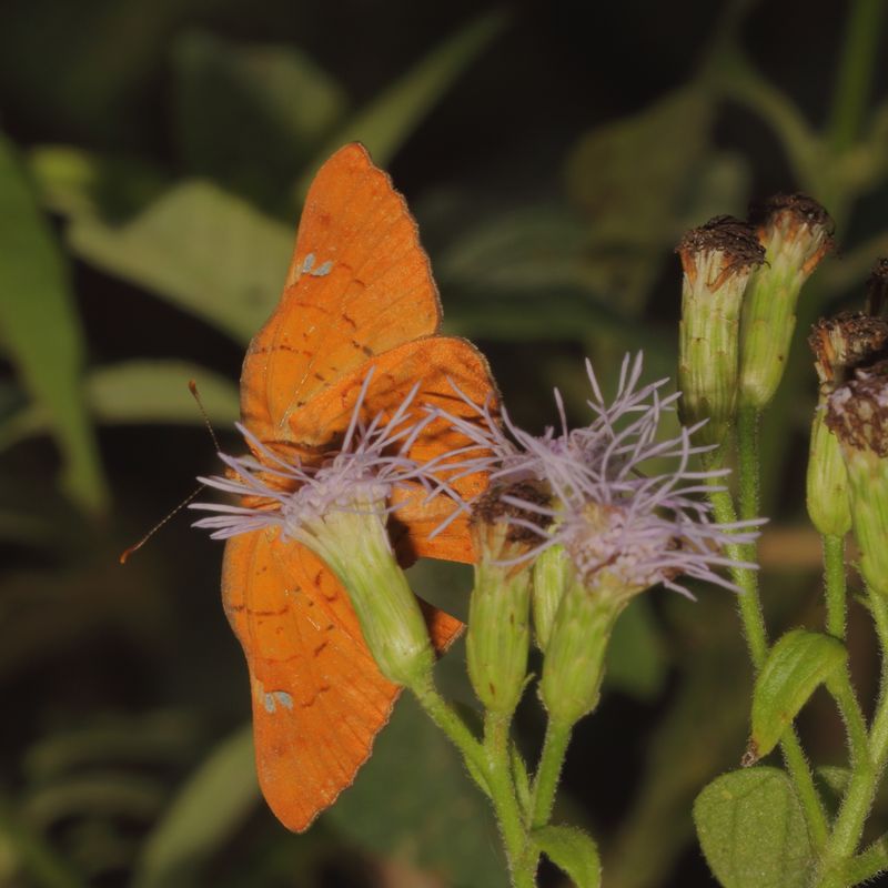 Curve-winged Metalmark
