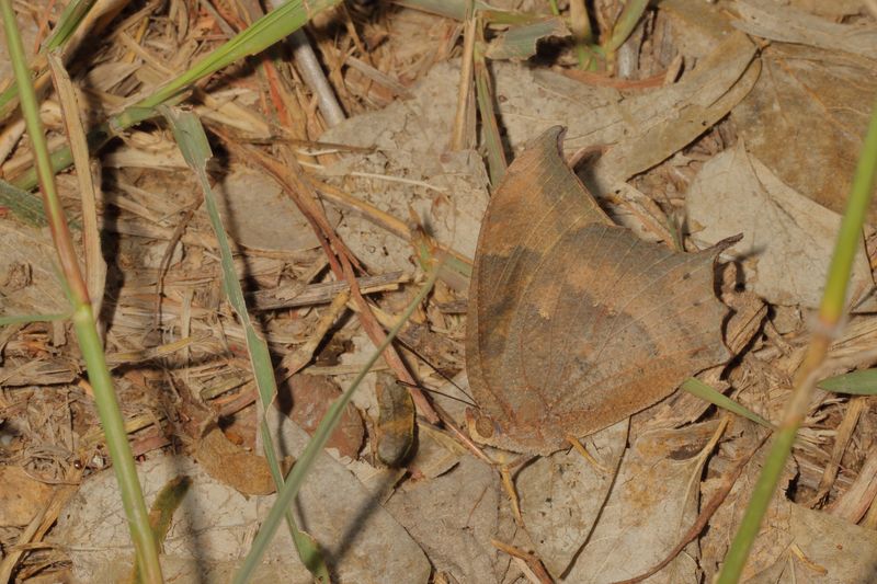 Tropical Leafwing