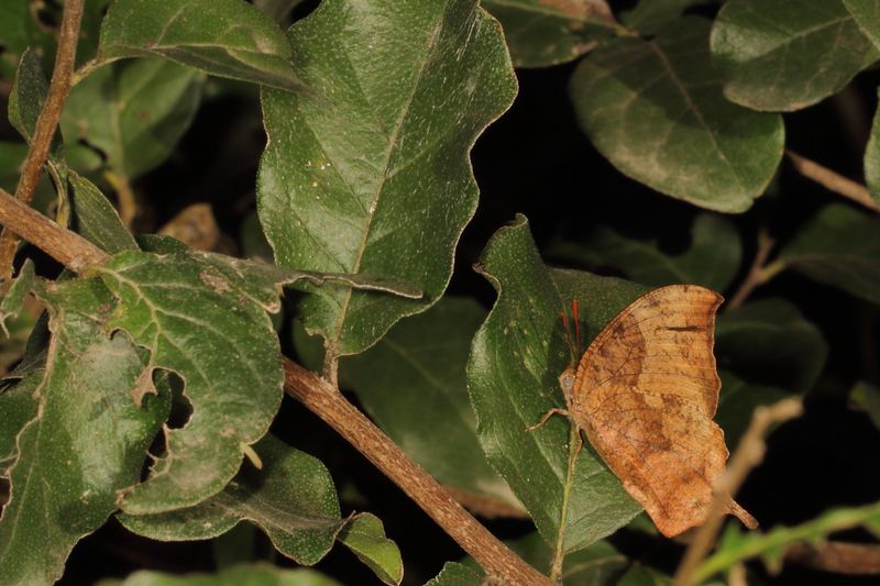 Pale-spotted Leafwing